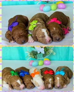 May Puppies- Zoey / Ollie F1B Standard Pyredoodles