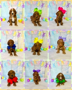  May 2nd Puppies - Harper / Ollie F1BB Standard Goldendoodles 