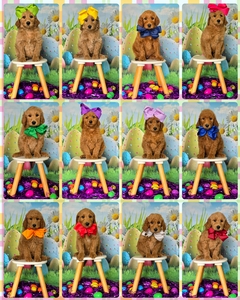 April 11th Puppies - WImberly / Bentley F1B Standard Goldendoodles