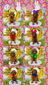  May 5th Puppies - Bella / Beau Multigen Mini Gooldendoodle 