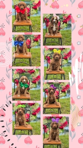 May 2nd Puppies - Harper / Ollie F1BB Standard Goldendoodles 