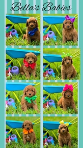  May 5th Puppies - Bella / Beau Multigen Mini Goldendoodle 