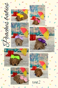 June Puppies - Peaches / Beau F1BB Mini Goldendoodles