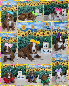 June 15th Puppies - Apple / Ollie F1B Standard Goldendoodle
