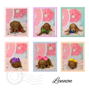 June 20th  Puppies - Lennon / Beau F1BB Medium Goldendoodle