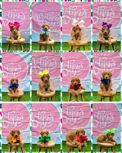 June 9th Pupies - Gracie / Beau F1BB Medium Goldendoodle 