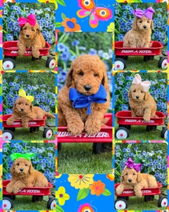 June 1st Puppies - Peaches / Beau F1BB Mini Goldendoodles
