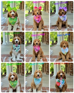 Available Puppies- Zoey / Ollie F1B Standard Pyredoodles