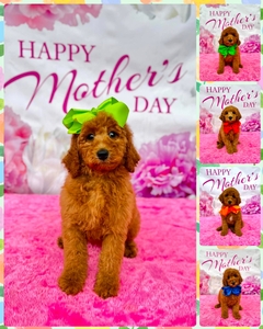 Ready - Bella / Beau Multigen Mini Goldendoodle 