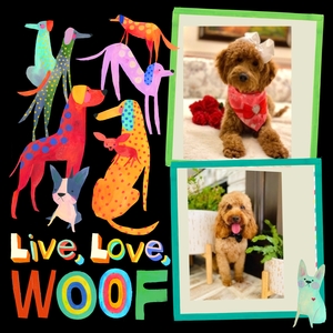 August Puppies - Magnolia / Taco F1BB Petite Mini Goldendoodles