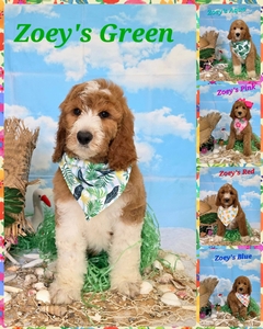 Available Puppies- Zoey / Ollie F1B Standard Pyredoodles
