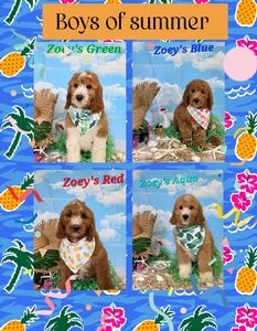 Available Puppies- Zoey / Ollie F1B Standard Pyredoodles