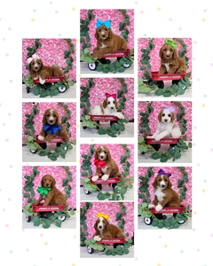 June 15th Puppies - Apple / Ollie F1B Standard Goldendoodle