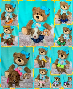July Puppies - Charlie G / Ollie Multigen Standard Goldendoodles