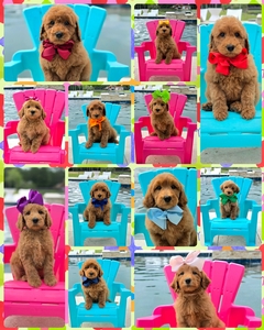 June 9th Pupies - Gracie / Beau F1BB Medium Goldendoodle 