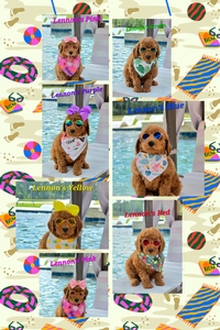 June 20th  Puppies - Lennon / Beau F1BB Medium Goldendoodle