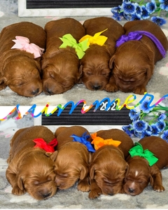  July Puppies - Bailey / Teddy F2B Medium Goldendoodles 