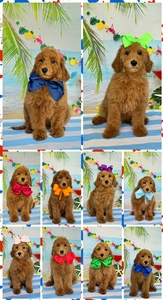June 9th Pupies - Gracie / Beau F1BB Medium Goldendoodle 