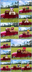 July 13th Puppies - Charlie G / Ollie Multigen Standard Goldendoodles