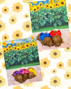  August 29th Puppies - Tilly / Taco F1BB Petite Mini Goldendoodles