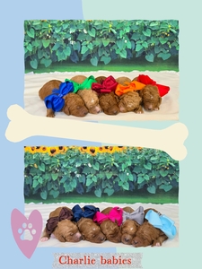  September Puppies - Charlie Rae / Ollie Multigen Standard Goldendoodles