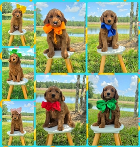  July 19th Puppies - Bailey / Teddy F2B Medium Goldendoodles 