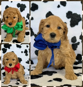 July 30th Puppies - Millie/ Teddy F2B Mini Goldendoodles