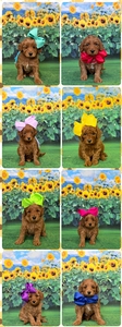 July 8th - Magnolia / Taco F1BB Petite Mini Goldendoodles