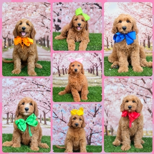  July 19th Puppies - Bailey / Teddy F2B Medium Goldendoodles 