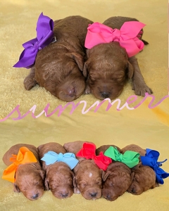July 30th Puppies - Millie/ Teddy F2B Mini Goldendoodles