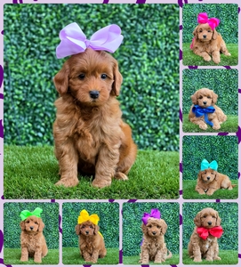 July 8th - Magnolia / Taco F1BB Petite Mini Goldendoodles