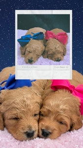  August 22nd Puppies - Blossom / Taco F1BB Petite Mini Goldendoodles 