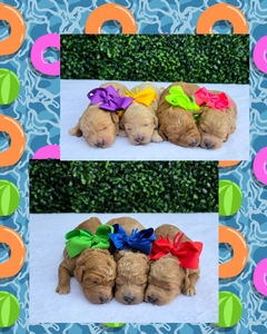  September 2nd Puppies - Sophie / Goose F1BB mini Goldendoodles