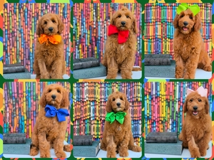  July 19th Puppies - Bailey / Teddy F2B Medium Goldendoodles 