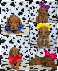  August 29th Puppies - Tilly / Taco F1BB Petite Mini Goldendoodles