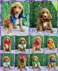  September Puppies - Charlie Rae / Ollie Multigen Standard Goldendoodles