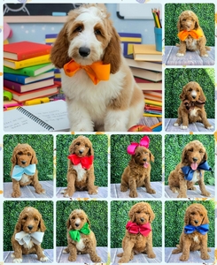 Standard Goldendoodles ready now 