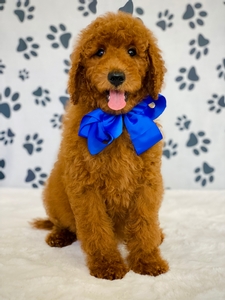 Gracie's Blue Boy F1BB Goldendoodle