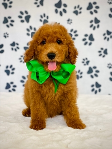 Gracie's Green Boy F1BB Goldendoodle