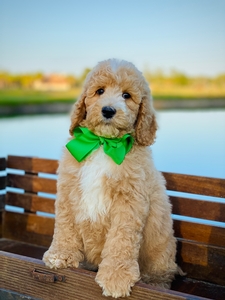 Willow Jane's Green Boy F1BB Medium Pyredoodle