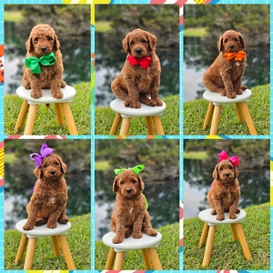 June 28th-Puppies - Hadley / Bentley - F1BB Standard Goldendoodles 