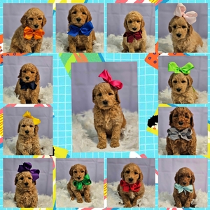 July 2nd - Puppies - Wimberly / Beau - F1B Medium Goldendoodles 