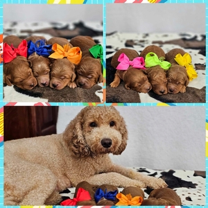 July Puppies - Roxy / Teddy F2B  Mini Goldendoodles 