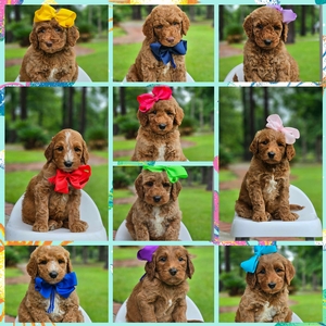 June 30th - Puppies - Charlie Rae / Hank -  Multigen Standard Goldendoodles 