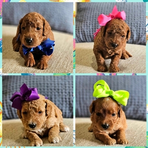  July 18th - Puppies - Maggie West and Teddy  F2B Mini Goldendoodles