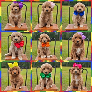 June 25th- Puppies - Sophie /Goose F1BB Mini Goldendoodles 