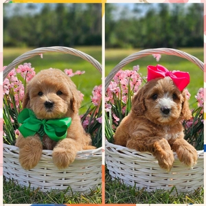 June 29th - Puppies - Rosie / Goose - F1BB Mini Goldendoodle