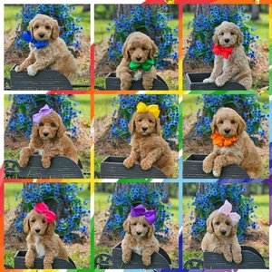 Puppies - Sophie /Goose F1BB Mini Goldendoodles 