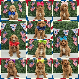 June 30th - Puppies - Charlie Rae / Hank -  Multigen Standard Goldendoodles 