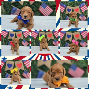  July 18th - Puppies - Maggie West and Teddy  F2B Mini Goldendoodles